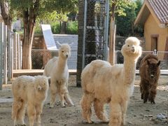 -石家庄市动物园