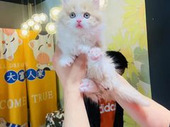 -欣宠猫屋·矮脚拿破仑·蓝金金渐层