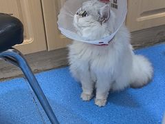 -天使宠物医院·犬猫分诊(彩虹店)