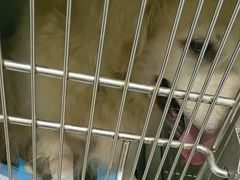 -佳雯宠物医院·皮肤科·内外科(春晓路分院)