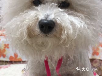 在家无聊的时候撸撸狗吧！