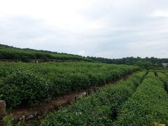 -中国茶叶博物馆(双峰馆区)