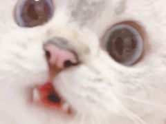 -绿豆饼车轮饼(学林街店)