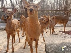 -北京野生动物园