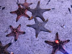 -暹罗海洋世界