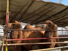 -南宫五洲植物乐园