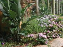 -深圳仙湖植物园