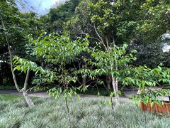 -中国科学院西双版纳热带植物园