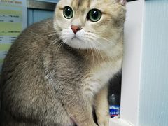 -纳吉亚猫专科动物诊疗中心(蒋宅口分院)