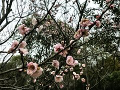 景点-上海海湾国家森林公园