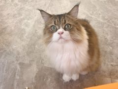 -More Fun猫咖 二十只万元加菲主题