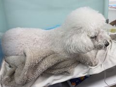 -达爱动物医院·犬猫分区·CT·复杂眼科(远洋山水分院)