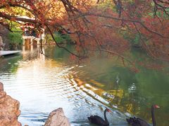 -江心屿景区