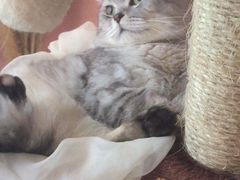 -1013 PET SHOP精品宠物商店(丁香店)