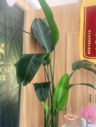 -丝客富脱发养发头皮馆