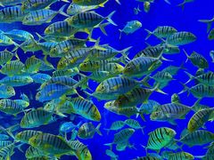 -成都浩海立方海洋公园