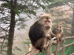 -峨眉山风景名胜区