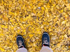 -三里屯东五街银杏大道