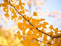 景点-遵化市禅林寺古银杏风景园