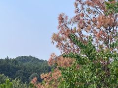 -云碧峰国家森林公园