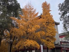 -四川大学(华西校区)