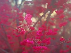 -天适樱花悠乐园