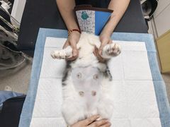-谐和贝康宠物医院24小时·宠保定点(急重症转诊中心)