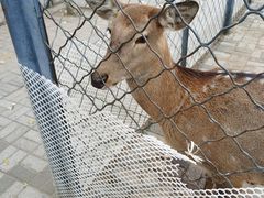 -长白岛森林公园