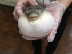 -肆月河豚·新淮扬(金融街店)