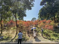 -广州市帽峰山景区