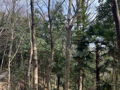 -上海佘山国家森林公园西佘山园