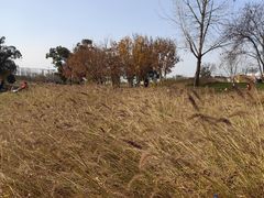 -两河城市森林公园