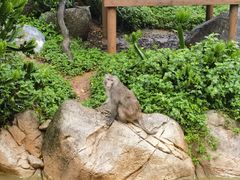 -广州长隆野生动物世界