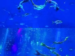 -上海海昌海洋公园