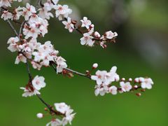 -梅花山(明孝陵内)