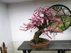 -香雪海