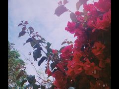-正宗杨记普洱酸醋米线(总店)