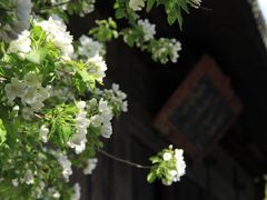 -大觉寺-停车场