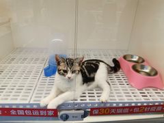 -lincat·猫舍(广州店)