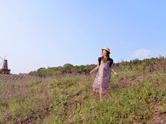 -大塘金香草谷