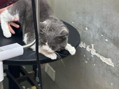 -PETKIT小佩宠物·低压洗护(国顺东路店)