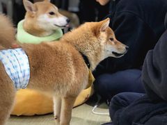 -逗柴咖啡屋·狗咖猫咖宠物桌游