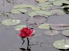 -白洋淀景区