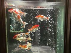 -浩运·海鲜青岛菜·海胆水饺(石老人店)