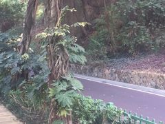 -金鸡山公园