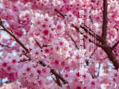 -南山植物园