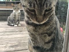 -海边的猫和咖啡馆