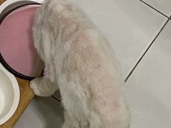 -唐小姐の猫狗洗护·购宠旗舰店(周浦万达店)