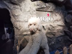 -MOJO密室逃脱(中街旗舰店)