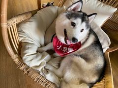 -Husky Go! 哈士奇体验馆·宠物咖啡厅狗咖